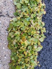 Hydrocotyle microphylla