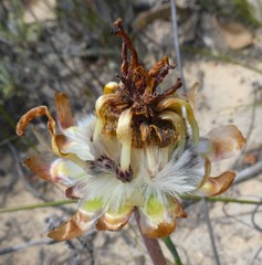 Arctotis angustifolia