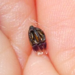 Arctotis angustifolia