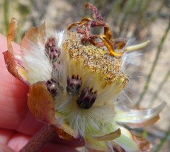 Arctotis angustifolia