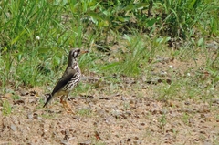 Turdus litsitsirupa