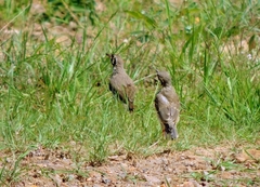 Turdus litsitsirupa