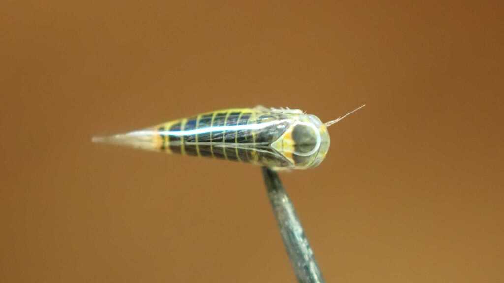 Planthopper