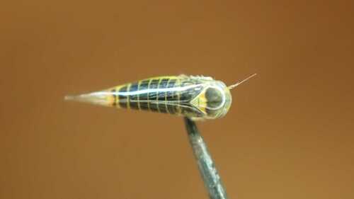 Planthopper