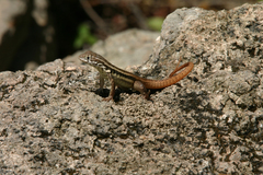 Leiocephalus barahonensis