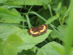 Junonia elgiva
