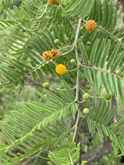 Vachellia davyi