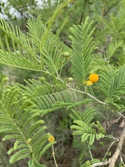 Vachellia davyi