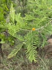Vachellia davyi