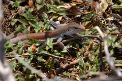 Pholidoscelis chrysolaemus