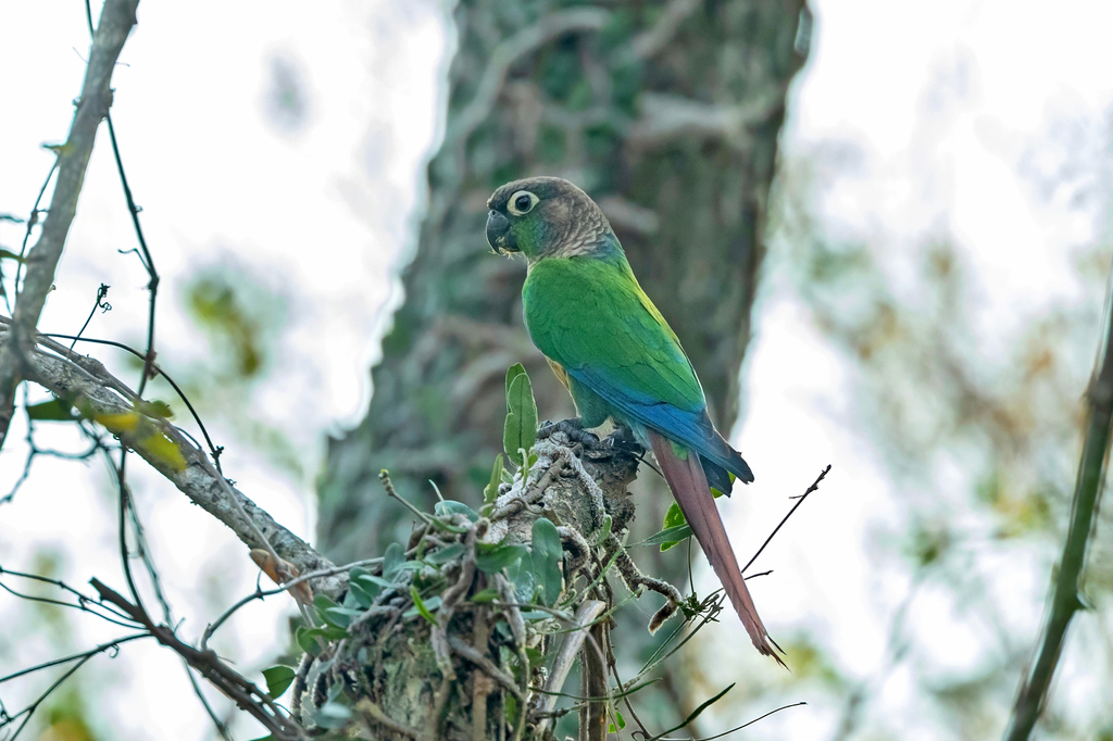 Green-cheeked Parakeet