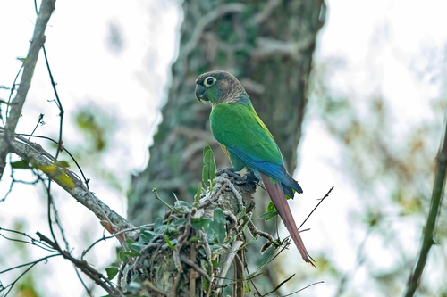 Green-cheeked Parakeet
