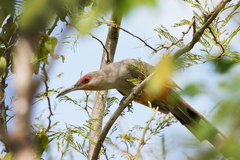 Coccyzus longirostris