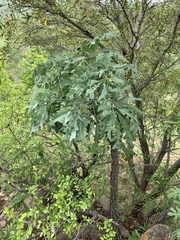 Cussonia paniculata sinuata