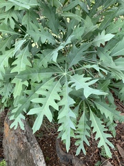 Cussonia paniculata sinuata