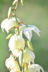 Yucca flaccida