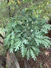 Cussonia paniculata sinuata