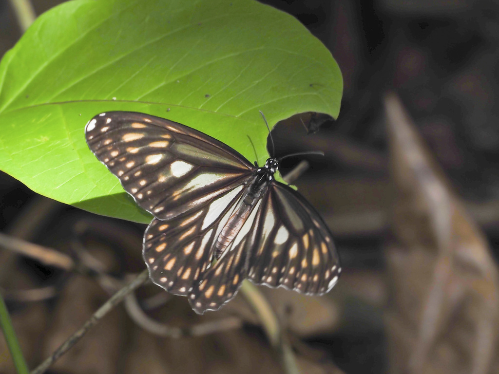 Ismare Tiger Butterfly