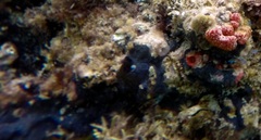 Aplousobranchia