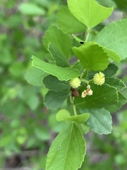Grewia vernicosa