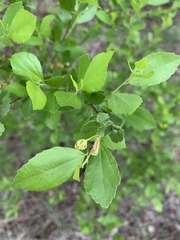 Grewia vernicosa