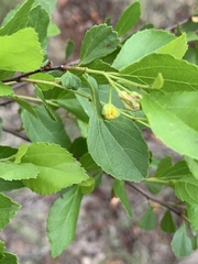 Grewia vernicosa