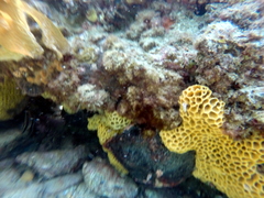 Holopsamma laminaefavosa