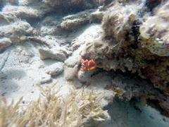 Clathria