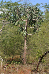 Consolea moniliformis