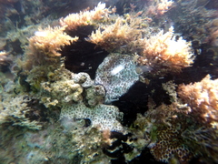 Aplousobranchia