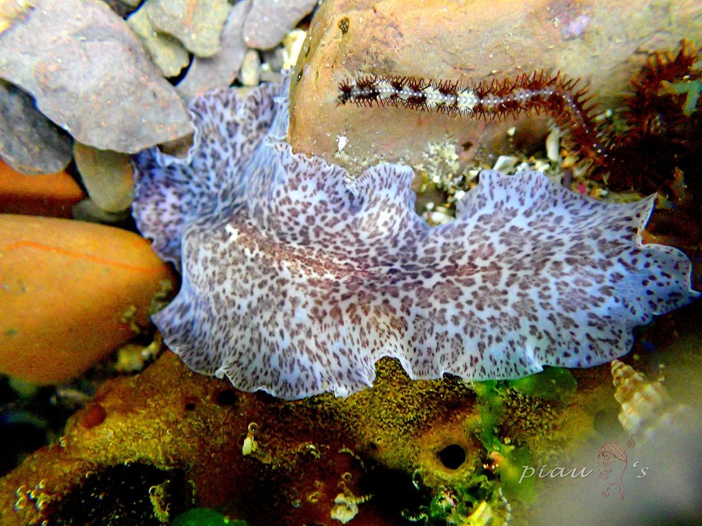 Ilyplanidae