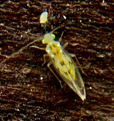 Trichopsocus