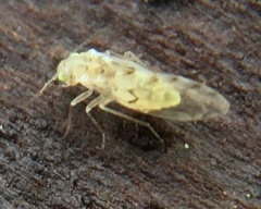 Trichopsocus