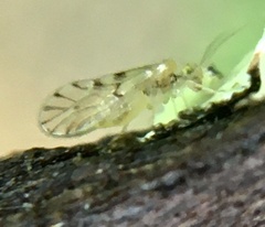 Trichopsocus
