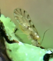 Trichopsocus