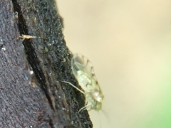 Trichopsocus