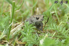 Bufo bufo