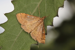Mnesictena marmarina