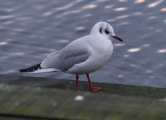 Chroicocephalus ridibundus