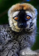 Eulemur rufifrons