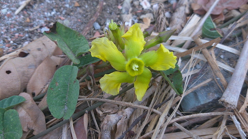 Prestonia mollis, photograph 6