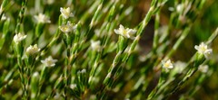 Lachnaea elsieae