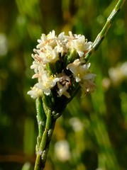 Lachnaea elsieae