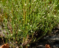 Lachnaea elsieae