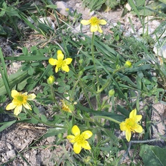 Ranunculus oxyspermus