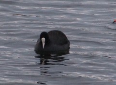 Fulica atra