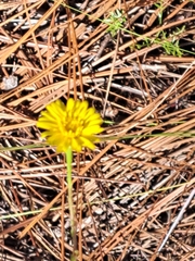 Chrysopsis linearifolia, photograph author not stated, no rights reserved
