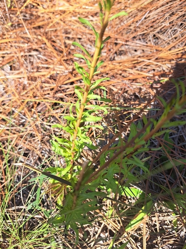 Chrysopsis linearifolia, photograph 4