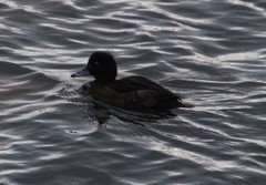 Aythya fuligula