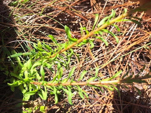 Chrysopsis linearifolia, photograph 5
